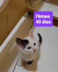 Filhotes Eliana