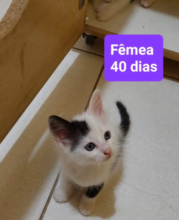 Gato ra a  idade 2 a 6 meses nome Filhotes Eliana