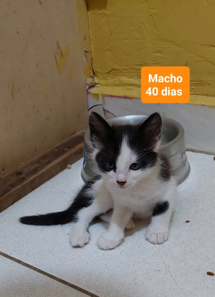 Gato ra a  idade 2 a 6 meses nome Filhotes Eliana