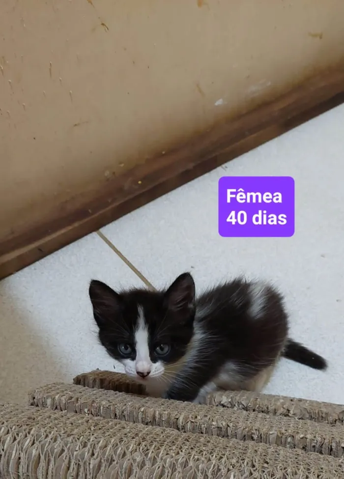 Gato ra a  idade 2 a 6 meses nome Filhotes Eliana
