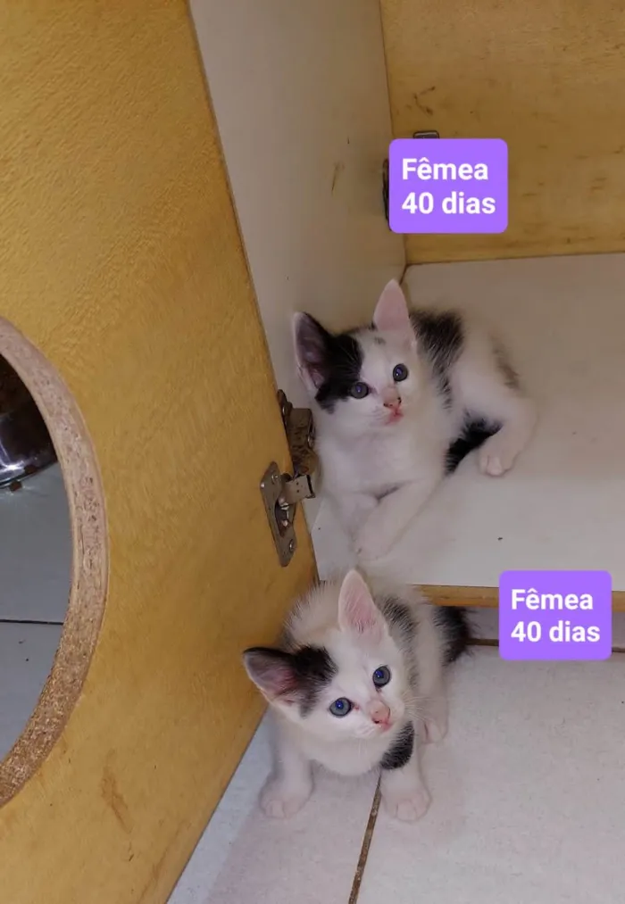 Gato ra a  idade 2 a 6 meses nome Filhotes Eliana