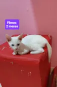 Filhotes Eliana