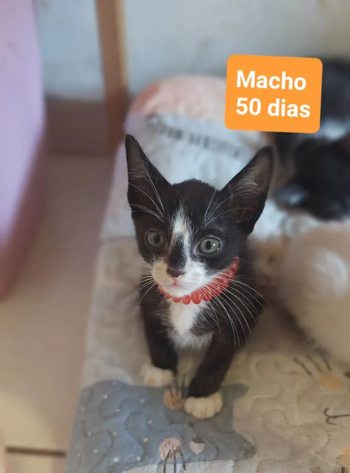 Gato ra a  idade 2 a 6 meses nome Filhotes Eliana
