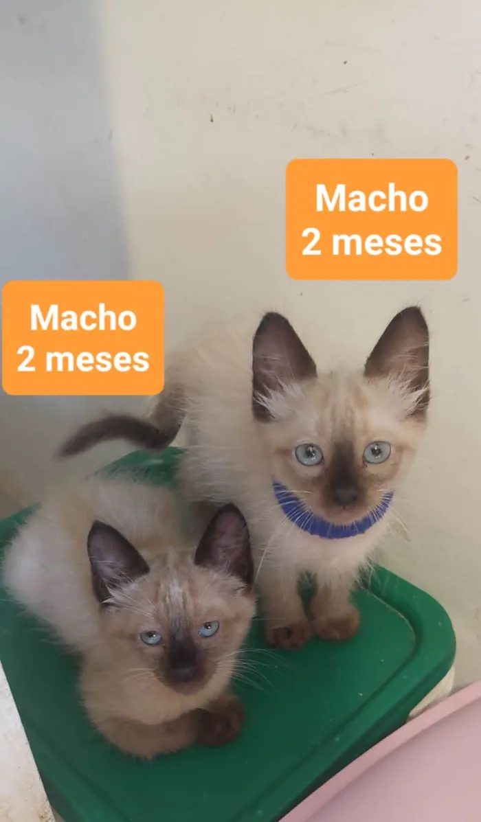 Gato ra a  idade 2 a 6 meses nome Filhotes Eliana