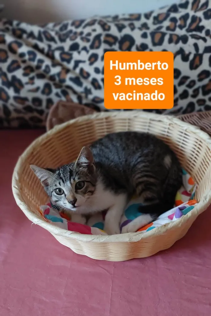 Gato ra a  idade 2 a 6 meses nome Filhotes Eliana