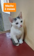 Filhotes Eliana
