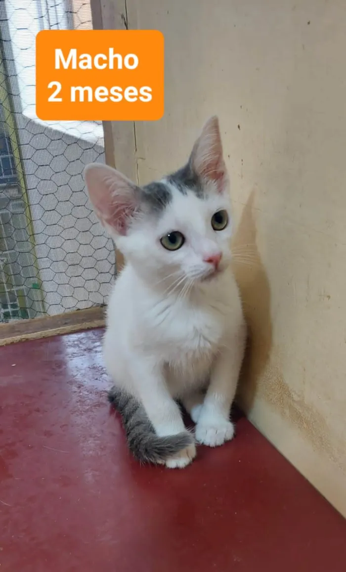 Gato ra a  idade 2 a 6 meses nome Filhotes Eliana