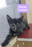 Filhotes Eliana