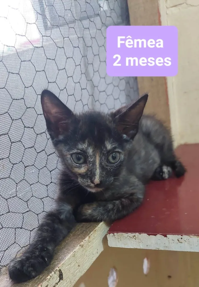 Gato ra a  idade 2 a 6 meses nome Filhotes Eliana