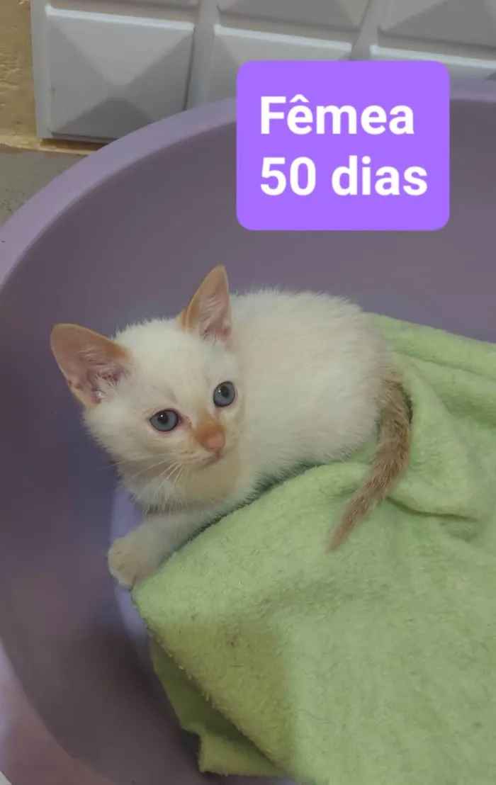 Gato ra a  idade 2 a 6 meses nome Filhotes Eliana