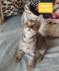 Filhotes Eliana