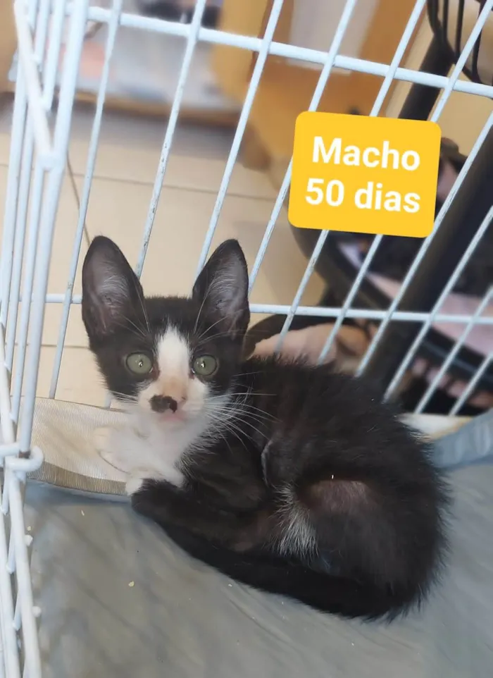 Gato ra a  idade 2 a 6 meses nome Filhotes Eliana