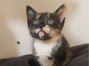 Gato raça  idade 2 a 6 meses nome Filhotes Eliana
