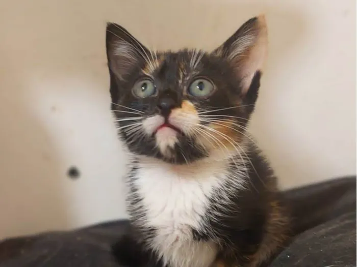 Gato ra a  idade 2 a 6 meses nome Filhotes Eliana