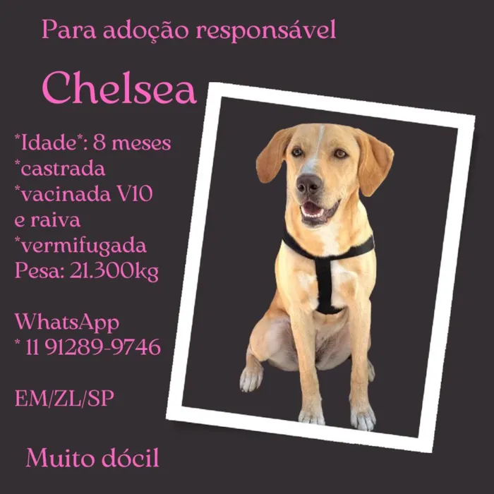 Cachorro ra a SRD-ViraLata idade 7 a 11 meses nome Chelsea