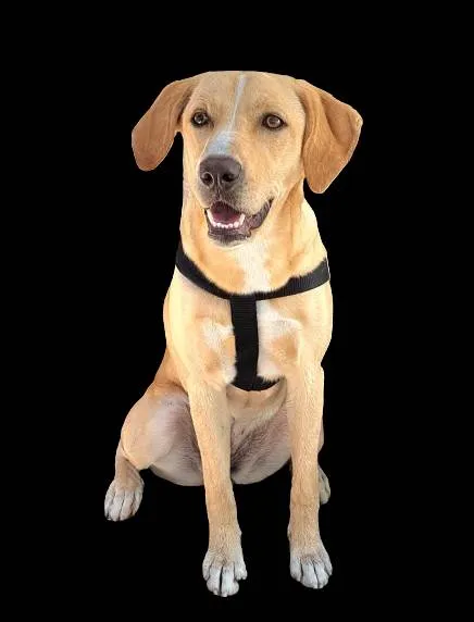 Cachorro ra a SRD-ViraLata idade 7 a 11 meses nome Chelsea
