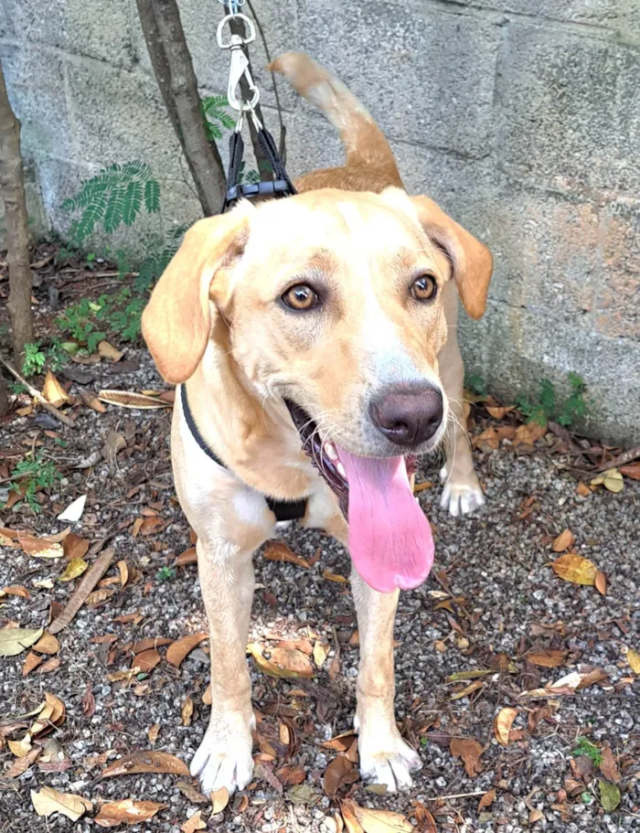 Cachorro ra a SRD-ViraLata idade 7 a 11 meses nome Chelsea