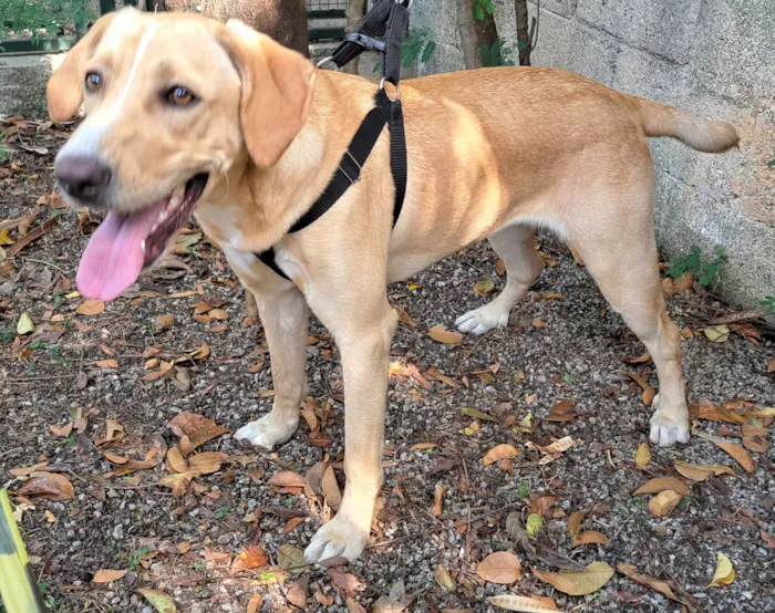 Cachorro ra a SRD-ViraLata idade 7 a 11 meses nome Chelsea
