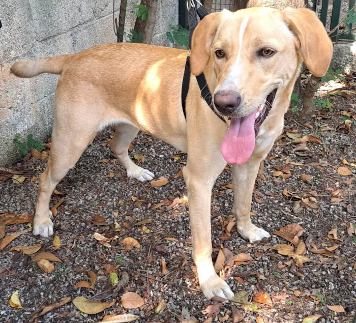 Cachorro ra a SRD-ViraLata idade 7 a 11 meses nome Chelsea