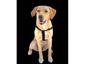 Cachorro raça SRD-ViraLata idade 7 a 11 meses nome Chelsea