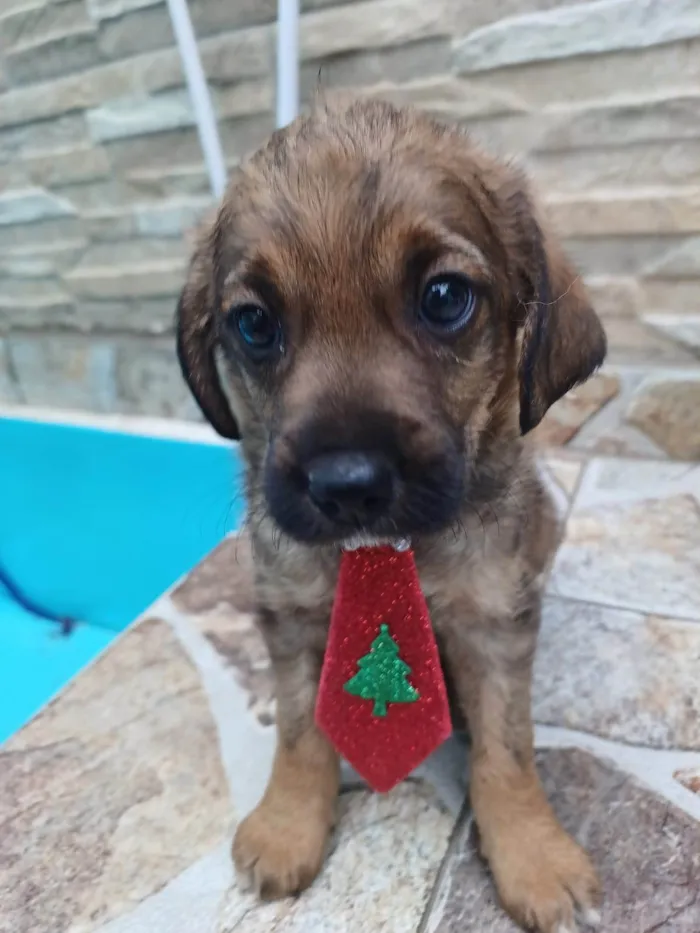 Cachorro ra a  idade 2 a 6 meses nome Filhotes Alexandra