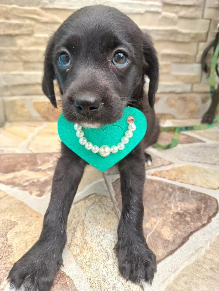 Cachorro ra a  idade 2 a 6 meses nome Filhotes Alexandra