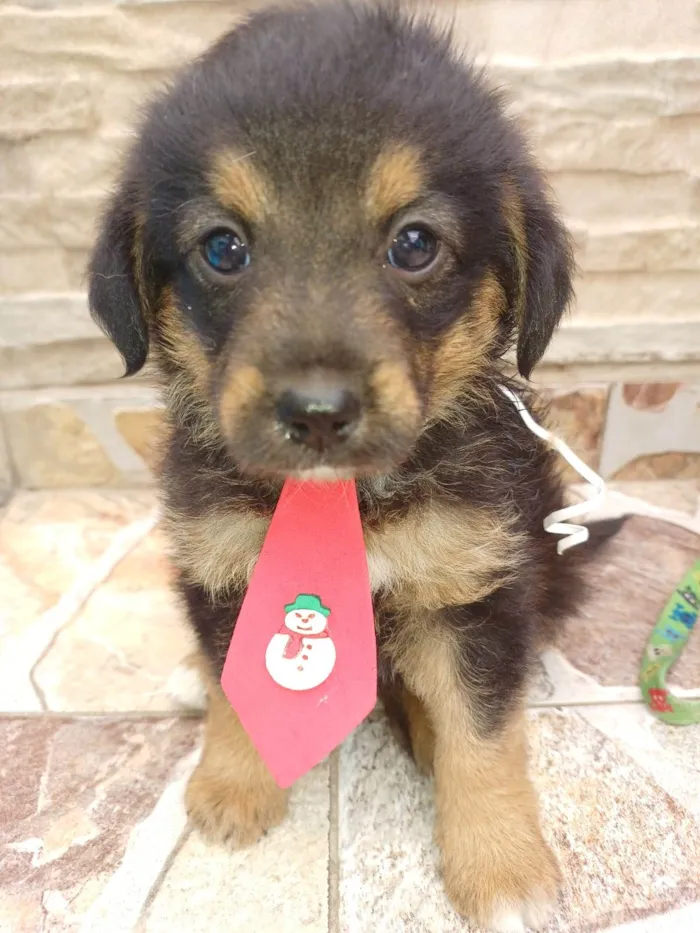 Cachorro ra a  idade 2 a 6 meses nome Filhotes Alexandra