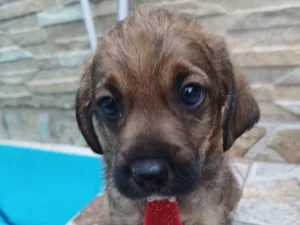 Cachorro raça  idade 2 a 6 meses nome Filhotes Alexandra