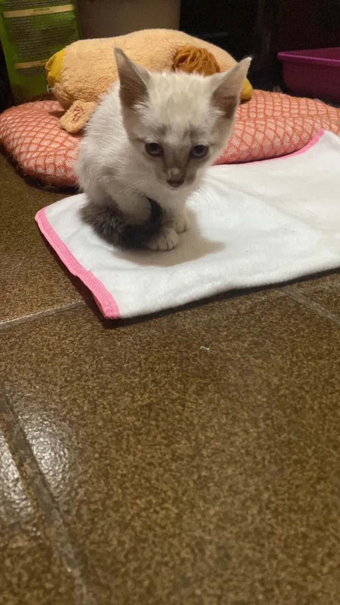 Gato ra a SRD idade Abaixo de 2 meses nome Sem nome