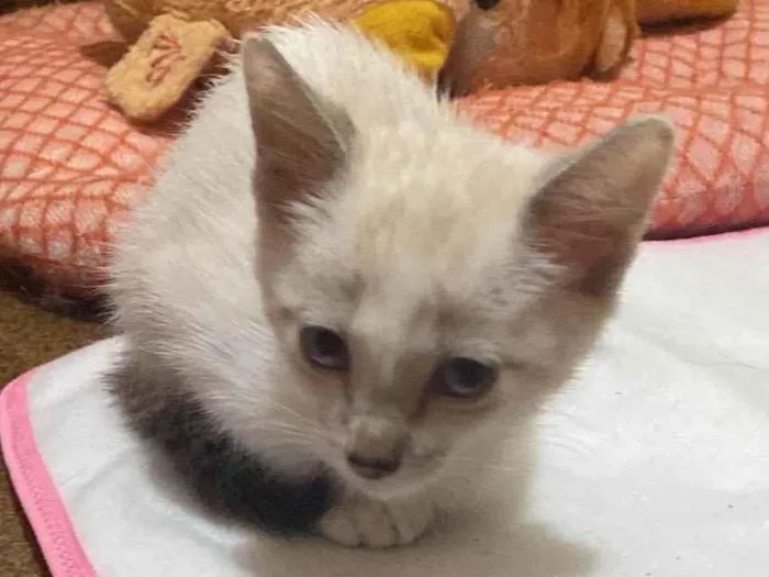 Gato ra a SRD idade Abaixo de 2 meses nome Sem nome