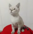 ............