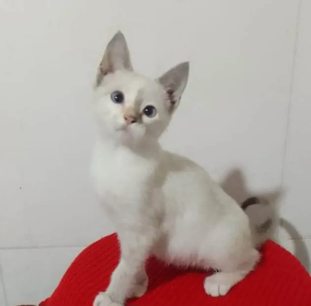Gato ra a Srd idade Abaixo de 2 meses nome ............