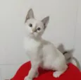 ............