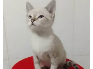 Gato raça Srd idade Abaixo de 2 meses nome ............