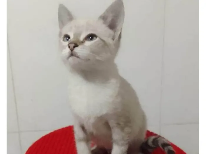 Gato ra a Srd idade Abaixo de 2 meses nome ............