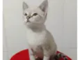 ............