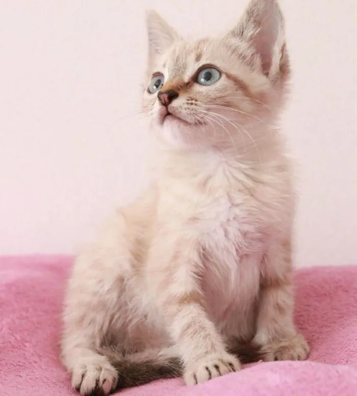 Gato ra a Srd idade Abaixo de 2 meses nome ...........