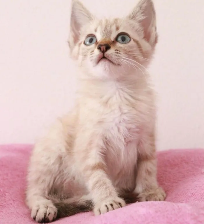 Gato ra a Srd idade Abaixo de 2 meses nome ...........