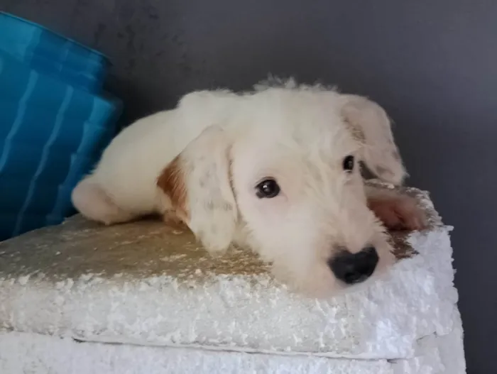 Cachorro ra a SRD-ViraLata idade 2 a 6 meses nome Arthicos