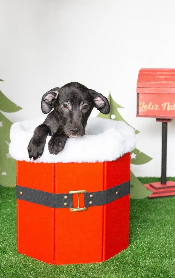 Cachorro ra a SRD-ViraLata idade 2 a 6 meses nome Leleco 