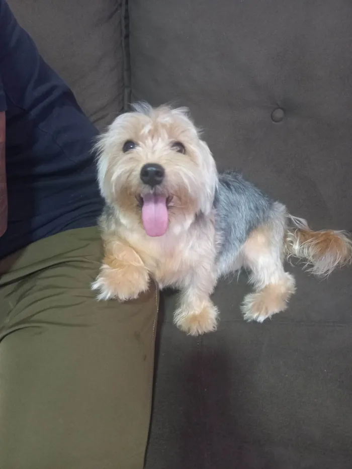 Cachorro ra a Yorkshire idade 1 ano nome Mel 