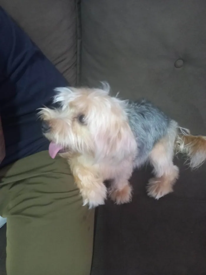 Cachorro ra a Yorkshire idade 1 ano nome Mel 
