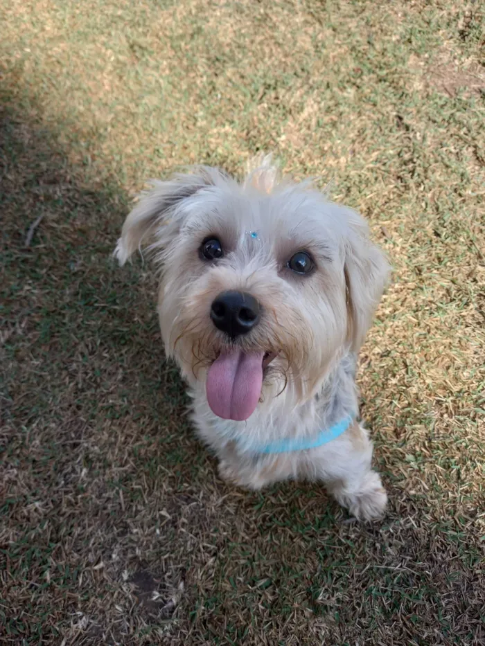 Cachorro ra a Yorkshire idade 1 ano nome Mel 