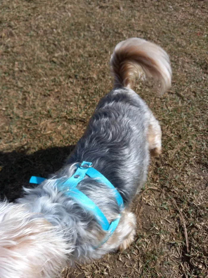 Cachorro ra a Yorkshire idade 1 ano nome Mel 