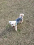 Mel 