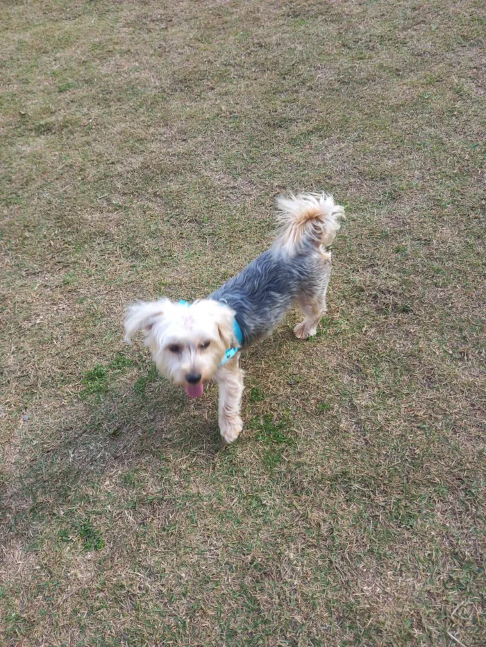 Cachorro ra a Yorkshire idade 1 ano nome Mel 