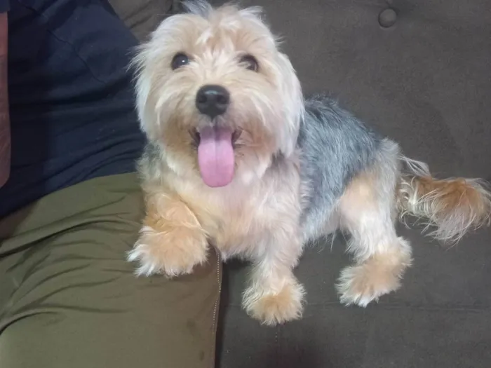 Cachorro ra a Yorkshire idade 1 ano nome Mel 