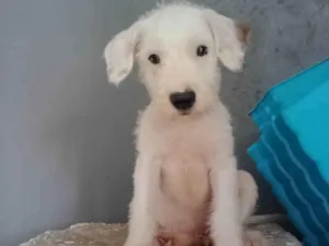 Cachorro raça SRD-ViraLata idade 2 a 6 meses nome Arthicos