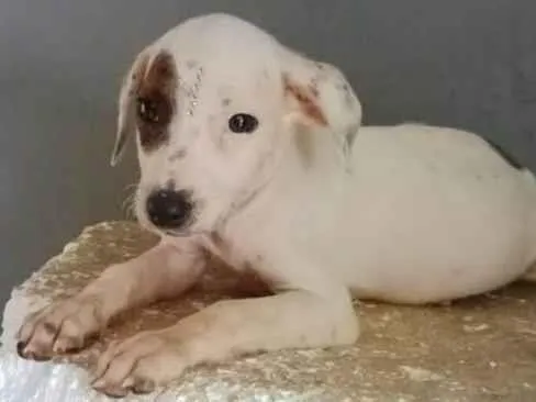 Cachorro ra a SRD-ViraLata idade 2 a 6 meses nome Lua