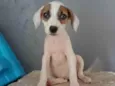 Belinha